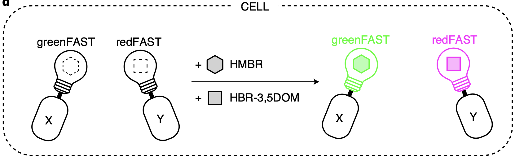 greenFAST and redFAST: two orthogonal FAST tags that light up with HMBR and HBR-3,5DOM to label two proteins in two colours in the same cell