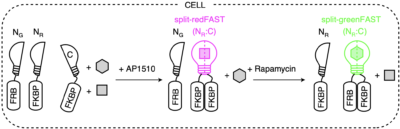 split-greenFAST and split-redFAST of The Twinkle Factory