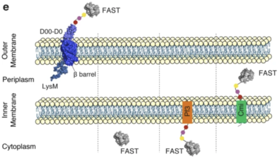 bacterial protein export and FAST