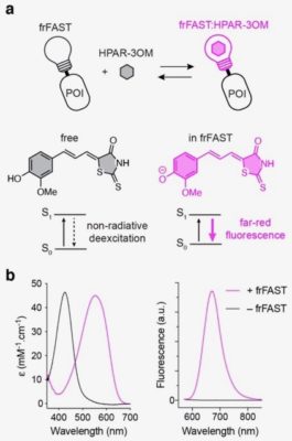 tfPoppy for far-red labeling