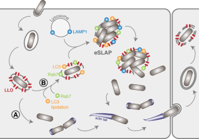 FAST - Listeria life cycle