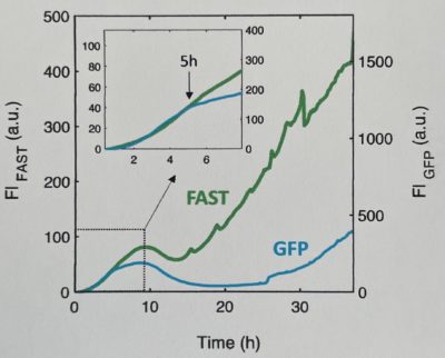 FAST in biofilms