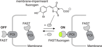 non-permeant FAST fluorogens