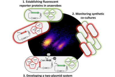 greenFAST and redFAST in anaerobes - © 2022 The Authors