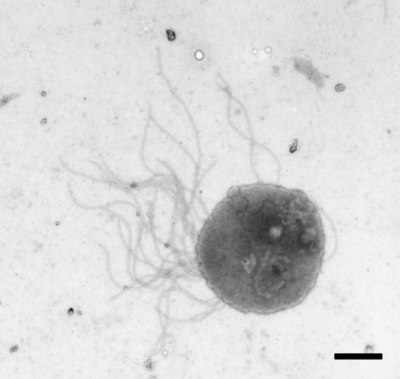 FAST in Archaea - Methanococcus maripaludis