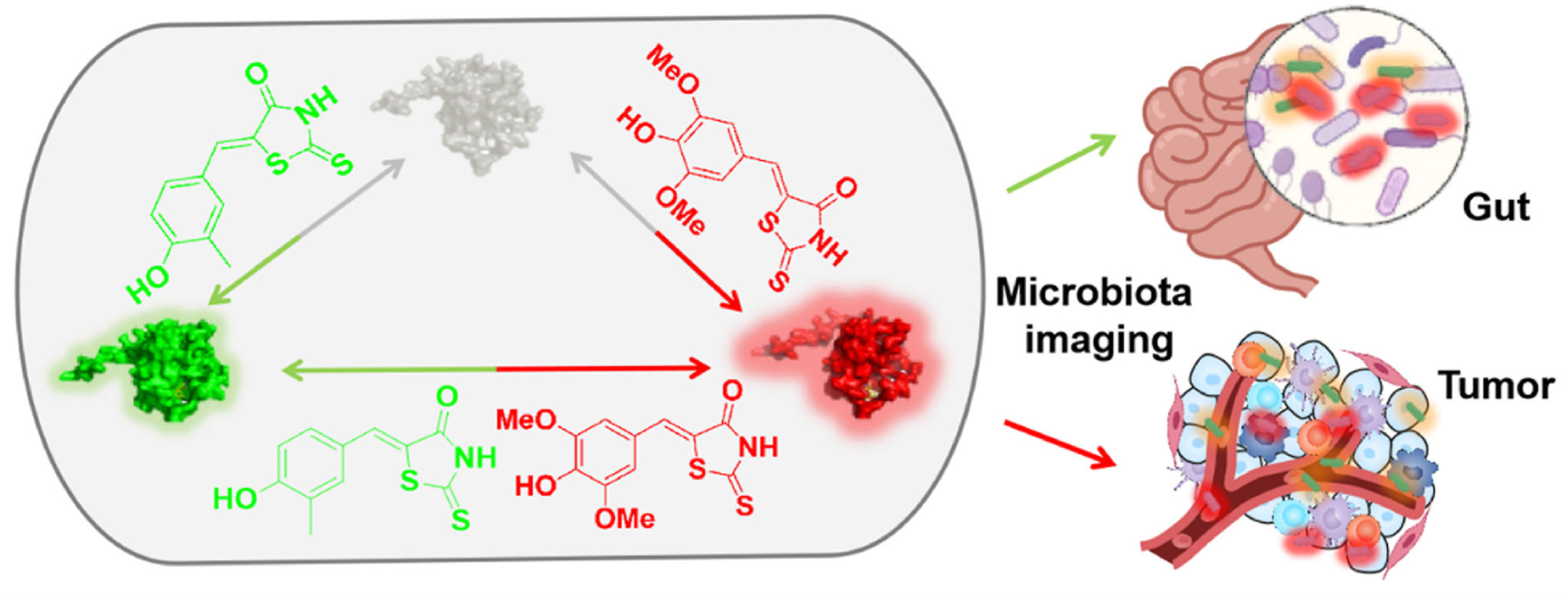 Microbiota in vivo imaging with FAST-encoded bacterial probes
