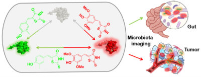 microbiota imaging with FAST