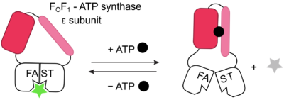 ATP FAST biosensor