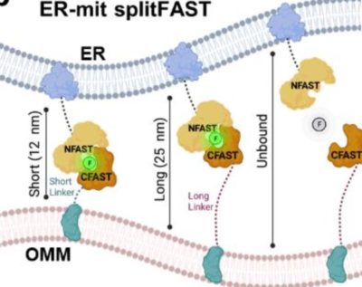 ER-mitochondria splitFAST