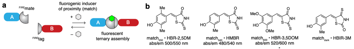 CATCHFIRE: Chemically Assisted Tethering of CHimera by Fluorogenic Induced Recognition - © 2023 The Authors