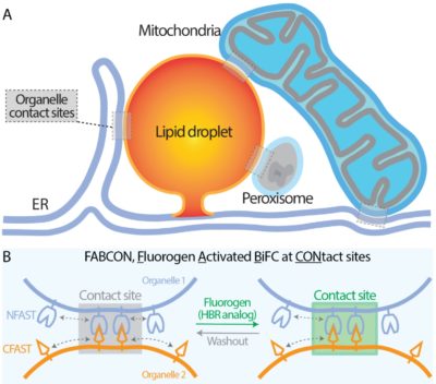 splitFAST and lipid droplets