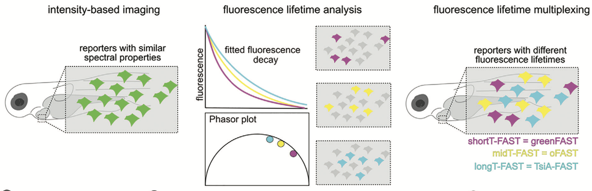 Fluorescence lifetime multiplexing with FAST: reporters with the same colour but different lifetimes are separated on a phasor plot in live zebrafish