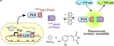 CATCHFIRE for protein excretion monitoring
