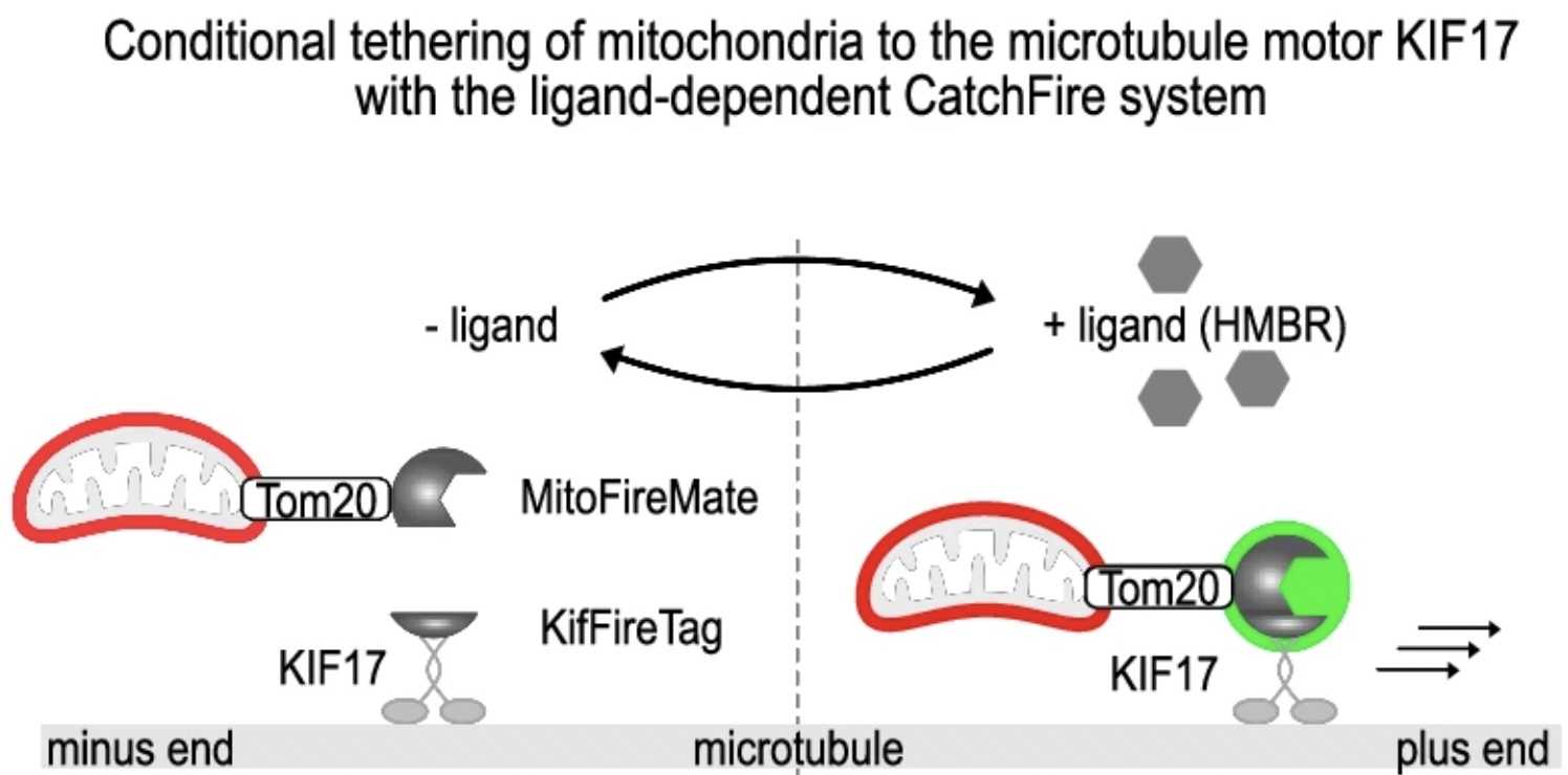 CATCHFIRE scheme: a fluorogenic ligand links mitochondria via Tom20-MitoFireMate to the KIF17 motor via KifFireTag, moving mitochondria along a microtubule
