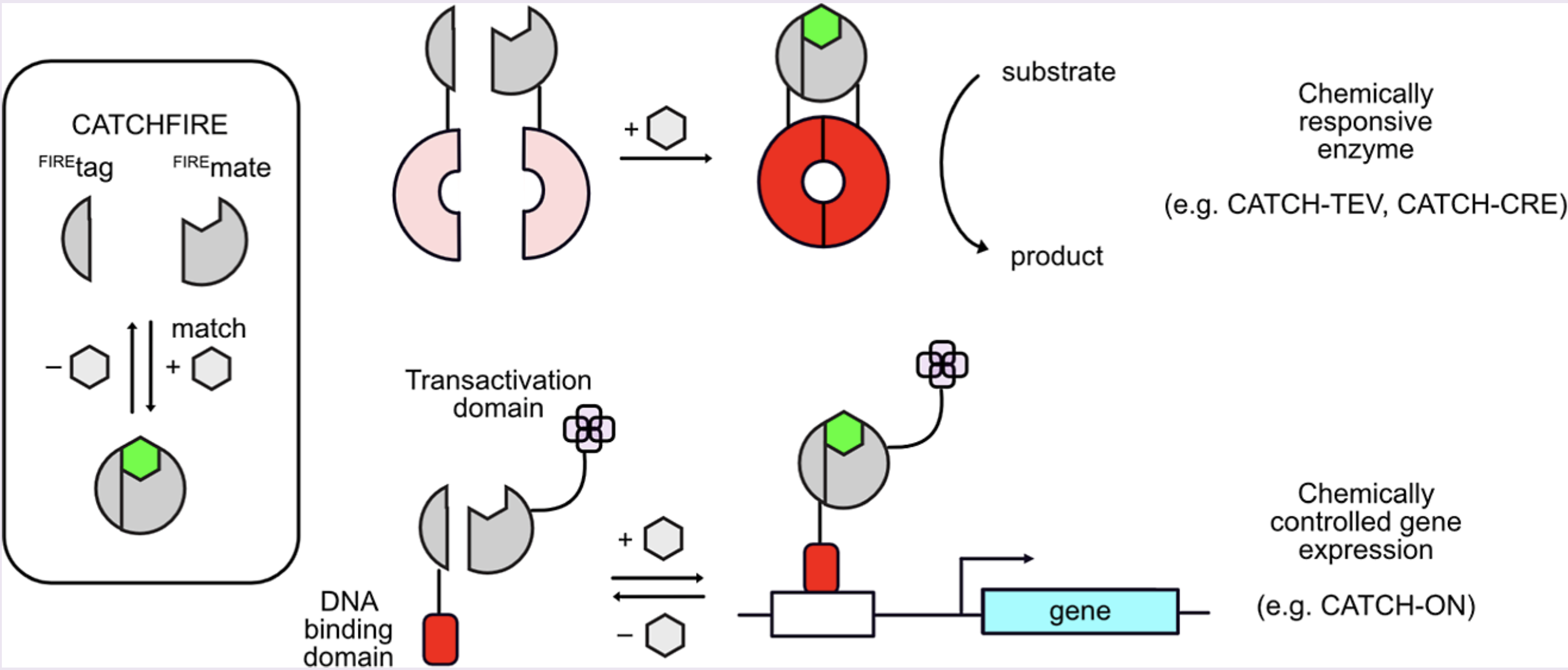 CATCHFIRE switch schematic: a fluorogenic inducer assembles FIREtag and FIREmate to switch on a split enzyme (CATCH-TEV, CATCH-CRE) or a gene via CATCH-ON