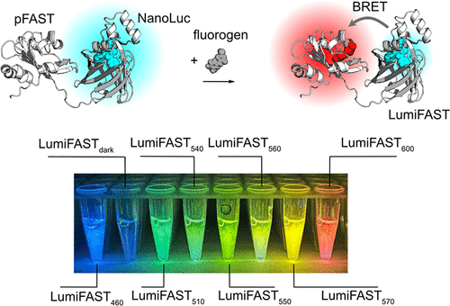 LumiFAST: pFAST fused to NanoLuc, a tube series glowing from blue to red set by different fluorogens