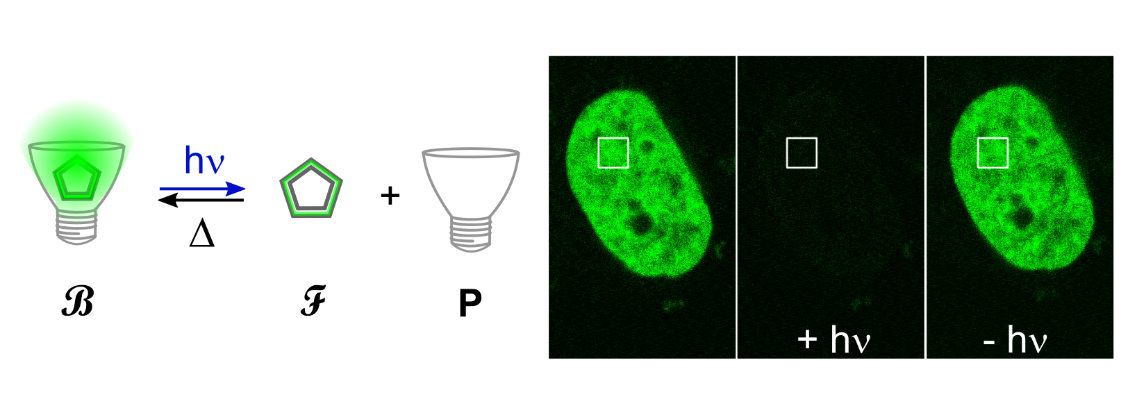 RSpFAST photocycle and cellular demonstration: a bright bound state B releases the fluorogen F from the protein P under light and recovers in the dark; a labelled cell nucleus loses fluorescence under illumination and recovers in the dark