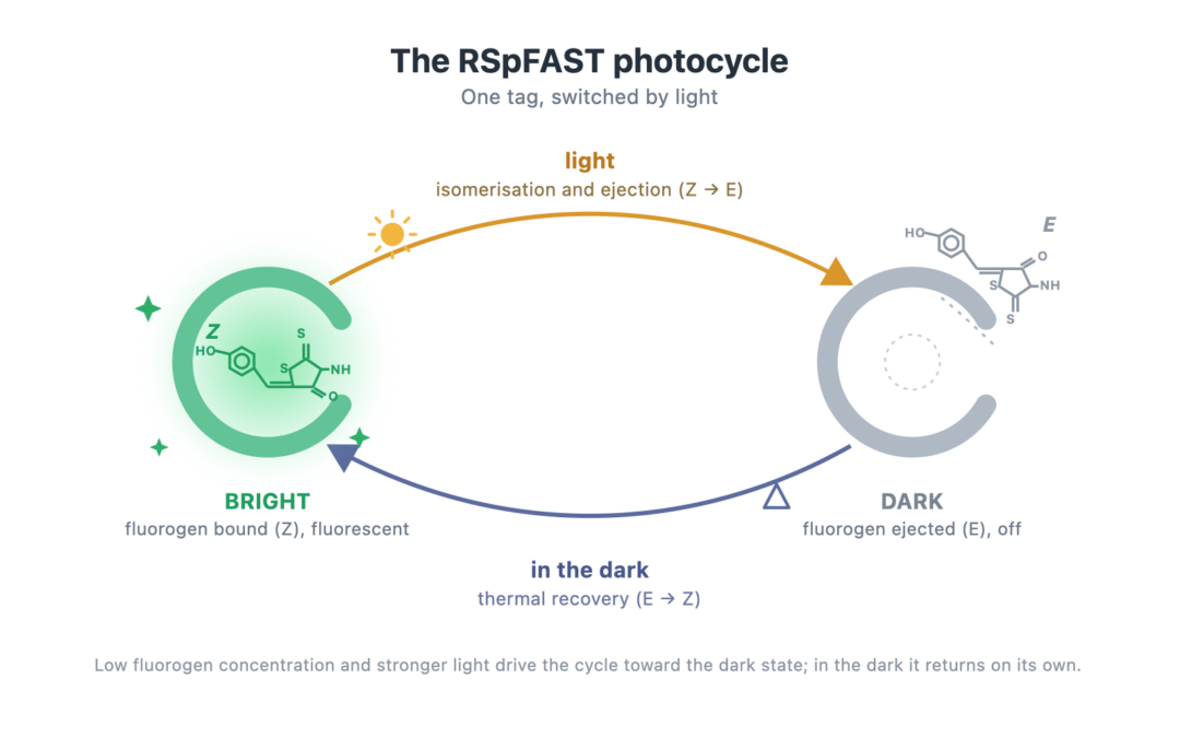Schematic of the RSpFAST photocycle: pFAST with a bound Z fluorogen is fluorescent; light drives Z to E isomerisation and ejection to a dark state; in the dark it recovers to Z and rebinds