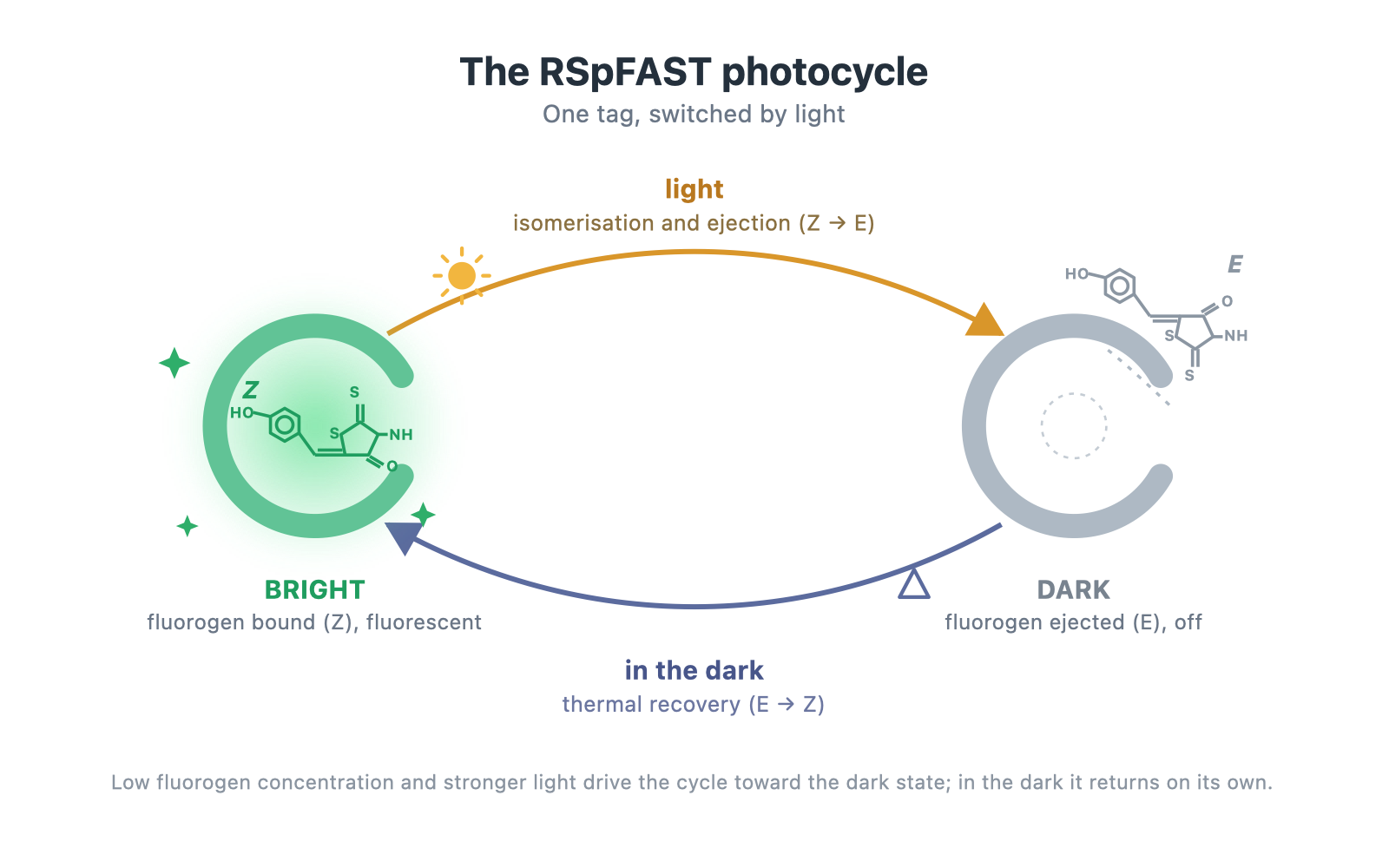 Schematic of the RSpFAST photocycle: the pFAST tag with a bound Z fluorogen is fluorescent; light drives Z to E isomerisation and ejection to a dark state; in the dark the fluorogen recovers to Z and rebinds