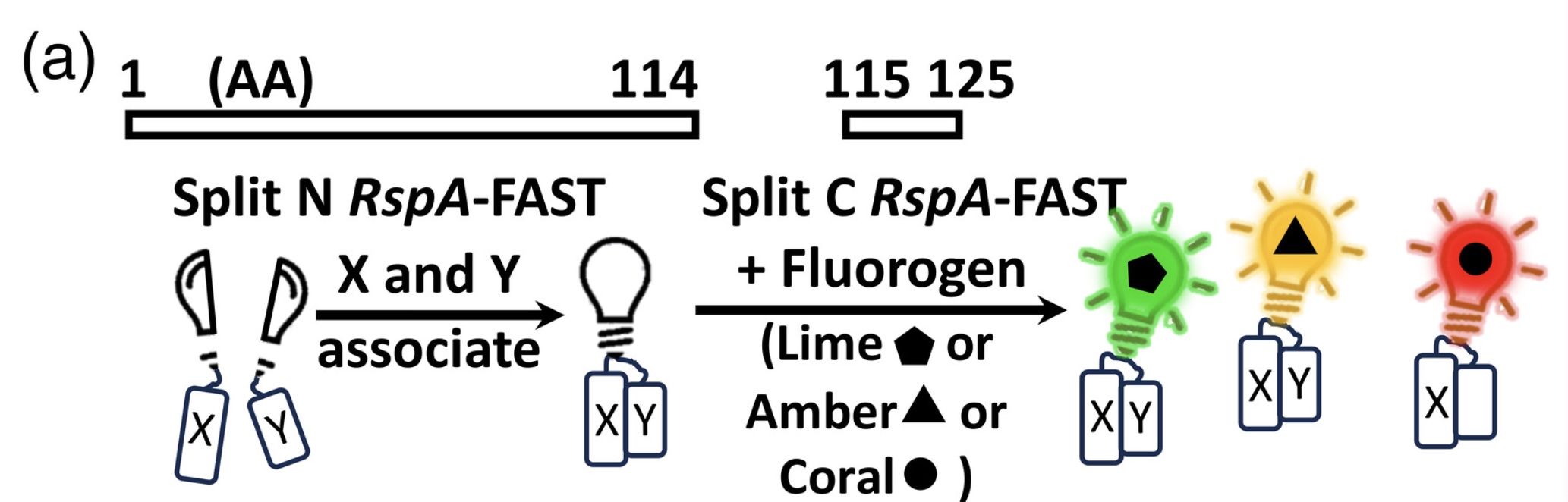 Split RspA-FAST scheme: two FAST fragments reassemble when partner proteins interact and emit green, yellow or red depending on the fluorogen