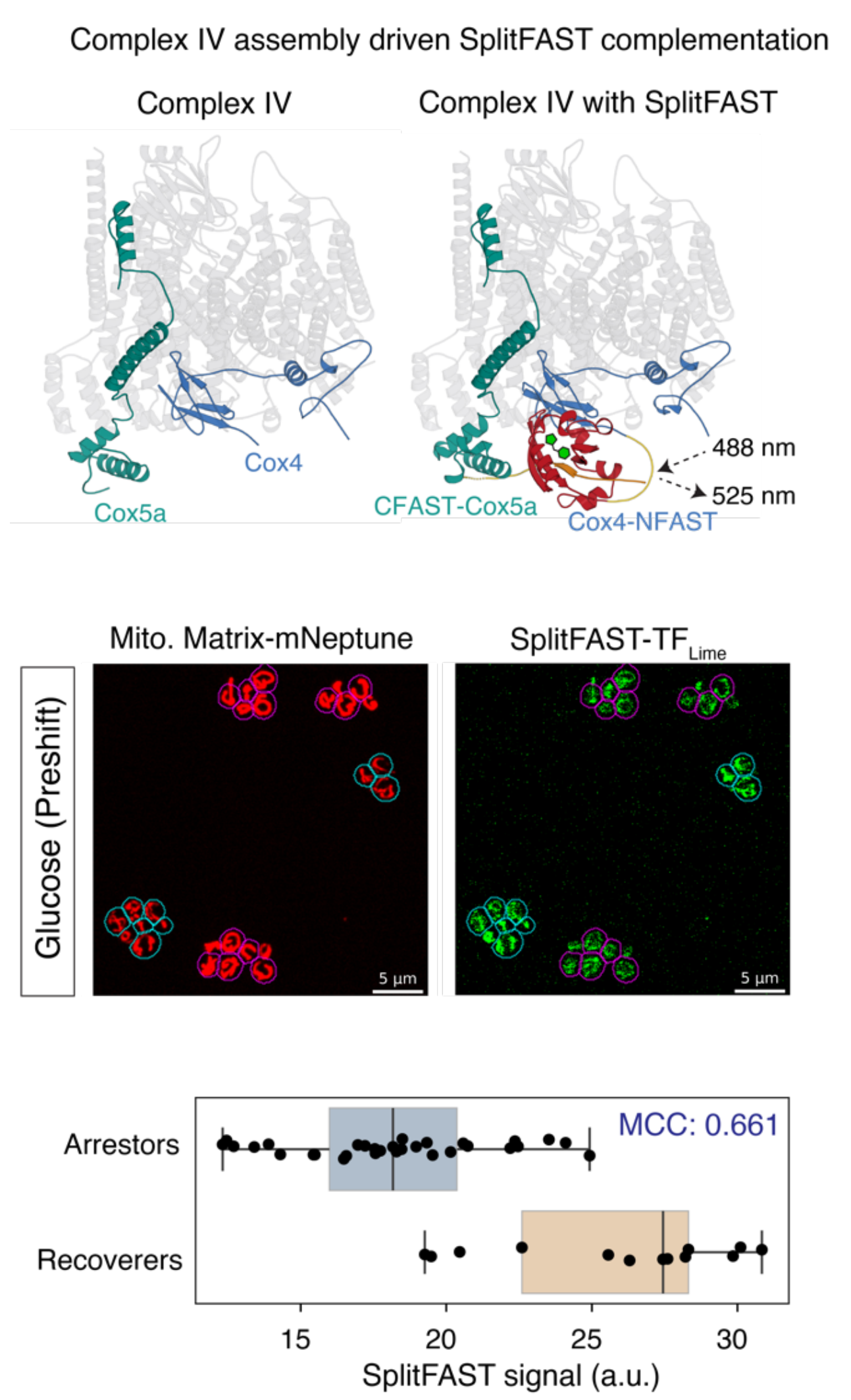 Top: structure of yeast complex IV with Cox4 carrying NFAST and Cox5a carrying CFAST, which come together into a fluorescent FAST domain in the assembled complex (excitation 488 nm, emission 525 nm). Middle: yeast cells on glucose with a red mitochondrial matrix marker and green splitFAST signal, recoverers outlined in cyan and arrestors in magenta. Bottom: splitFAST signal per cell, higher in recoverers than in arrestors.