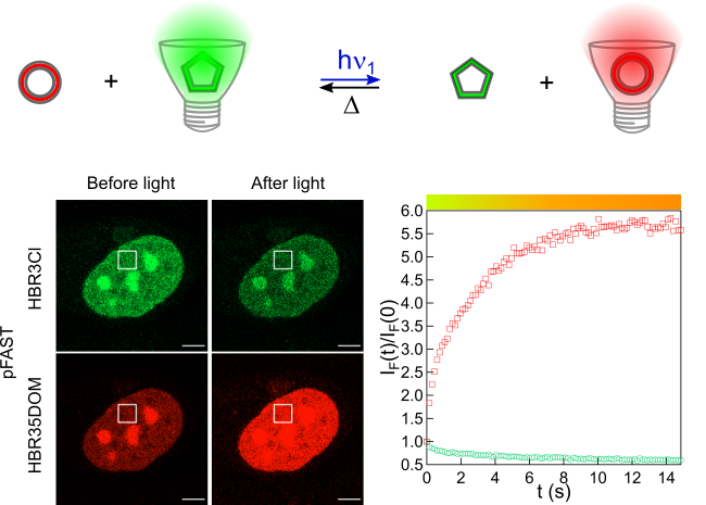 Graphical abstract: under light, the green fluorogen leaves the pFAST tag and a red fluorogen takes its place, so the labelled nucleus turns from green to red. In the dark, the green fluorogen returns.